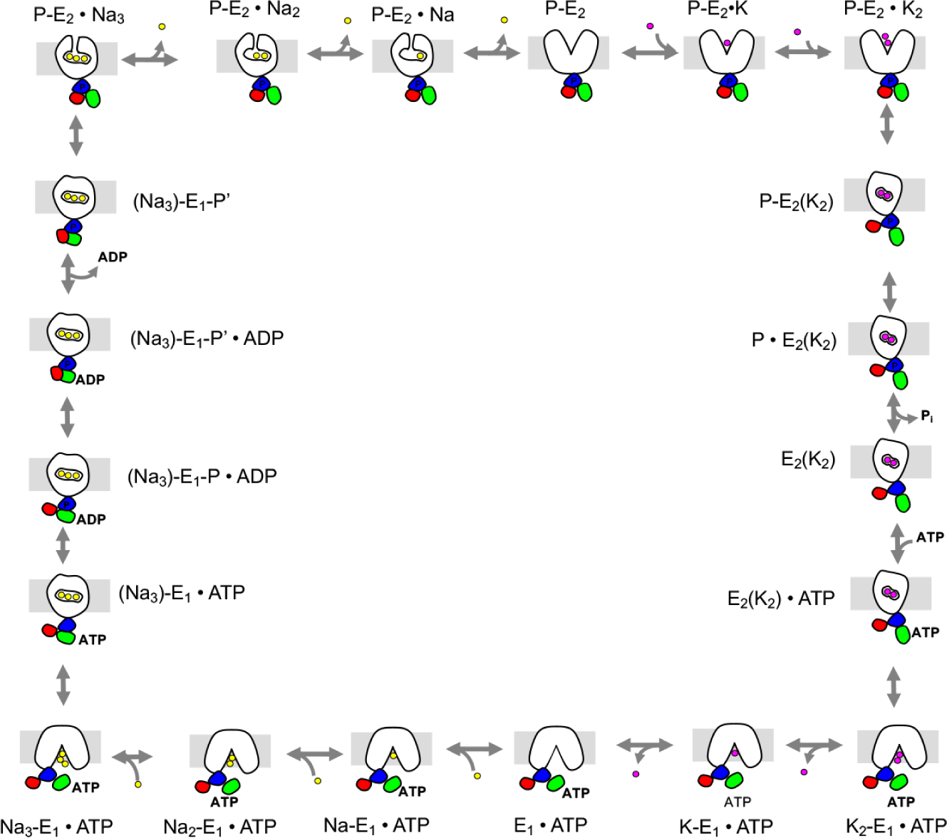 Schematic 20-state kinetic model of the Na,K-ATPase transport cycle