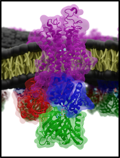 Zoomed view of the alpha subunit of a P-type pump