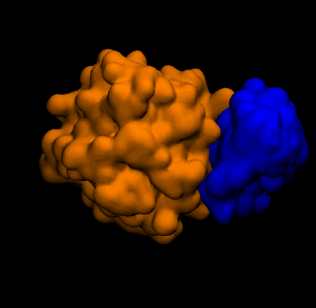 Animated GIF of rigid-body protein docking trajectory frames