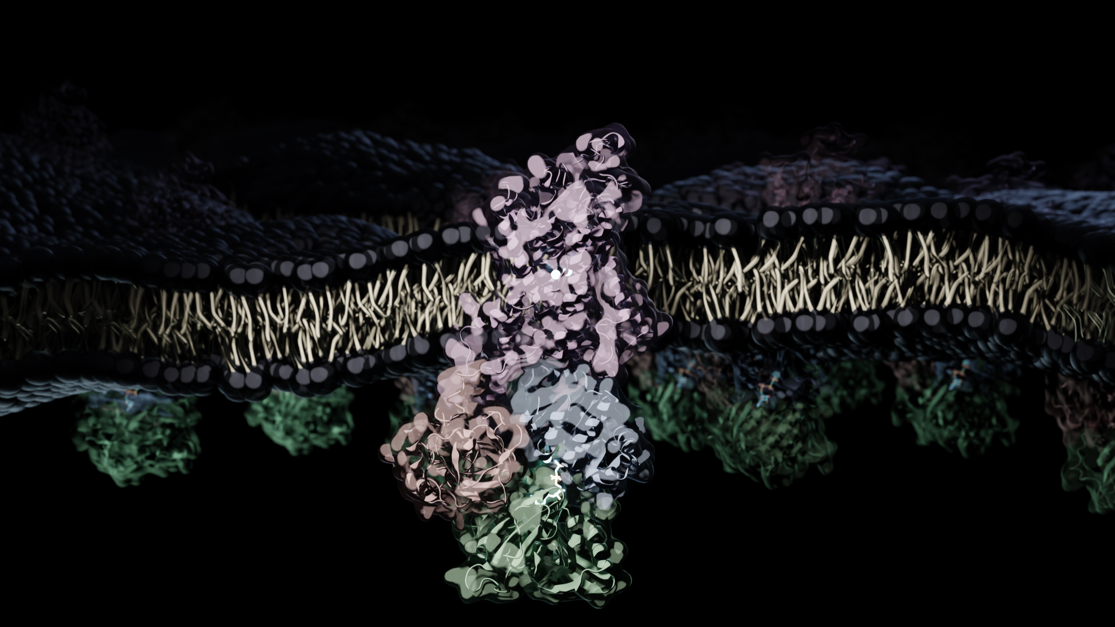 High-resolution dark render of the SERCA pump embedded in a lipid membrane