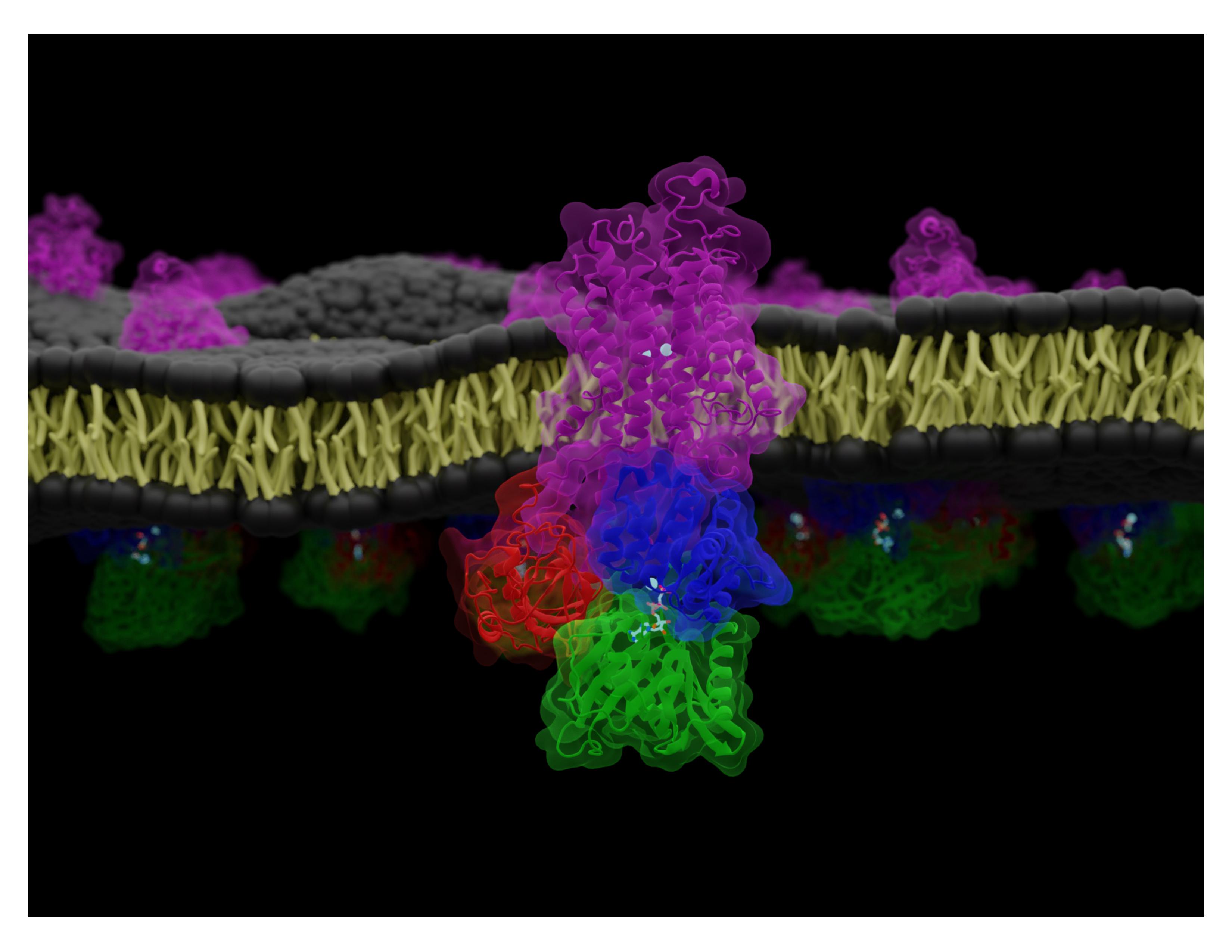 Original SERCA image used for the first UChicago Science as Art contest attempt